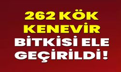 262 Kök Kenevir Bitkisi Ele Geçirildi