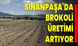 Sinanpaşa'da Brokoli Üretimi Artıyor