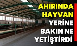 Ahırında Hayvan Yerine Bakın Ne Yetiştirdi