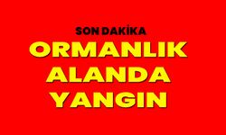 Ormanlık Alanda Yangın