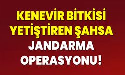 Kenevir Bitkisi Yetiştiren Şahsa Jandarma Operasyonu