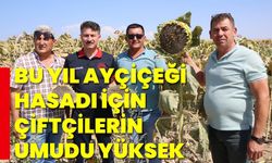 Bu yıl ayçiçeği hasadı için çiftçilerin umudu yüksek