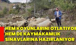 Hem koyunlarını otlatıyor hem de kaymakamlık sınavlarına hazırlanıyor