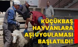 Küçükbaş Hayvanlara Aşı Uygulaması Başlatıldı!