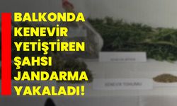 Balkonda kenevir yetiştiren şahsı jandarma yakaladı!