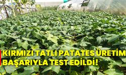 Kırmızı tatlı patates üretimi başarıyla test edildi!