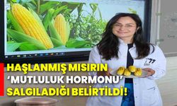 Haşlanmış mısırın ‘Mutluluk Hormonu’ salgıladığı belirtildi!