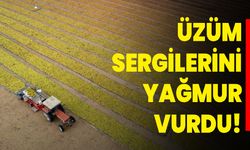 Üzüm Sergilerini Yağmur Vurdu