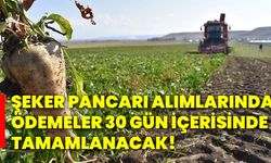 Şeker pancarı alımlarında ödemeler 30 gün içerisinde tamamlanacak