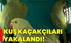 Kuş kaçakçıları yakalandı!