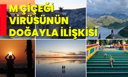 “M Çiçeği” virüsünün doğayla ilişkisi