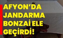 Afyon’da jandarma bonzai ele geçirdi!