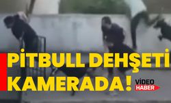 Pitbull dehşeti kamerada!