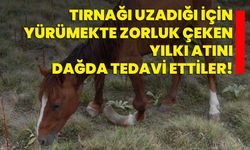 Tırnağı uzadığı için yürümekte zorluk çeken yılkı atını dağda tedavi ettiler