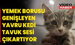 Yemek Borusu Genişleyen Yavru Kedi Tavuk Sesi Çıkartıyor