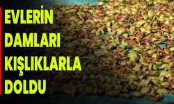 Evlerin Damları Kışlıklarla Doldu