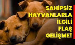 Sahipsiz Hayvanlarla İlgili Flaş Gelişme