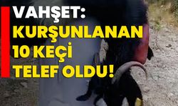 Vahşet: Kurşunlanan 10 keçi telef oldu!