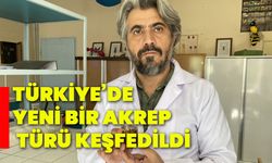 Türkiye’de yeni bir akrep türü keşfedildi