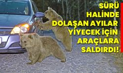 Sürü halinde dolaşan ayılar yiyecek için araçlara saldırdı!