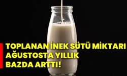 Toplanan inek sütü miktarı ağustosta yıllık bazda arttı!