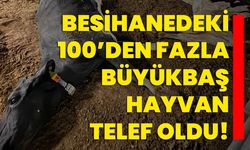 Besihanedeki 100’den fazla büyükbaş hayvan telef oldu!