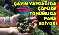 Çayın yaprağı da çöpü de tohumu da para ediyor!