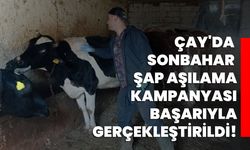 Çay'da sonbahar şap aşılama kampanyası başarıyla gerçekleştirildi!