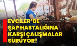 Evciler’de şap hastalığına karşı çalışmalar sürüyor!