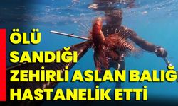 Ölü Sandığı Zehirli Aslan Balığı Hastanelik Etti