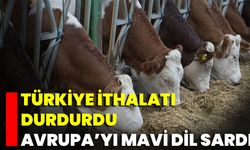 Türkiye İthalatı Durdurdu: Avrupa'yı Mavi Dil Sardı!