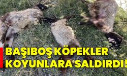 Başıboş köpekler koyunlara saldırdı!