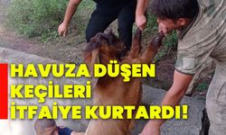 Havuza düşen keçileri itfaiye kurtardı!