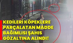 Kedileri köpeklere parçalatan madde bağımlısı şahıs gözaltına alındı!