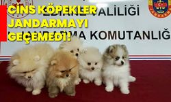 Cins köpekler jandarmayı geçemedi!