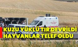 Kuzu yüklü tır devrildi, hayvanlar telef oldu