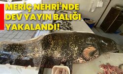 Meriç Nehri’nde dev yayın balığı yakalandı!