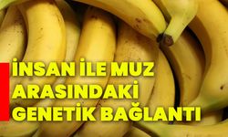 İnsan ile muz arasındaki genetik bağlantı