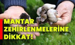 Mantar zehirlenmelerine dikkat!