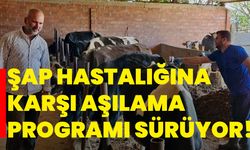 Şap Hastalığına Karşı Aşılama Programı Sürüyor!