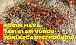 Soğuk hava tarlaları vurdu, tonlarca sebze dondu!