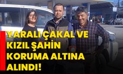 Yaralı çakal ve kızıl şahin koruma altına alındı!