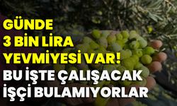 Günde 3 Bin Lira Yevmiyesi Var! Bu İşte Çalışacak İşçi Bulamıyorlar