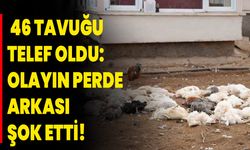 46 Tavuğu Telef Oldu: Olayın Perde Arkası Şok Etti!