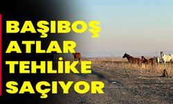 Başıboş atlar tehlike saçıyor