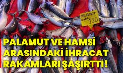 Palamut ve hamsi arasındaki ihracat rakamları şaşırttı!