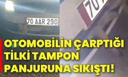 Otomobilin çarptığı tilki tampon panjuruna sıkıştı!