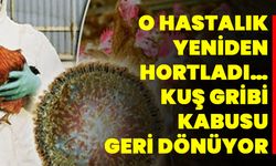 O hastalık yeniden hortladı… Kuş gribi kabusu geri dönüyor