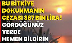 Bu Bitkiye Dokunmanın Cezası 387 Bin Lira! Gördüğünüz Yerde Hemen Bildirin