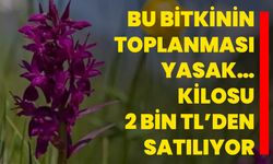 Bu bitkinin toplanması yasak… Kilosu 2 bin TL’den satılıyor